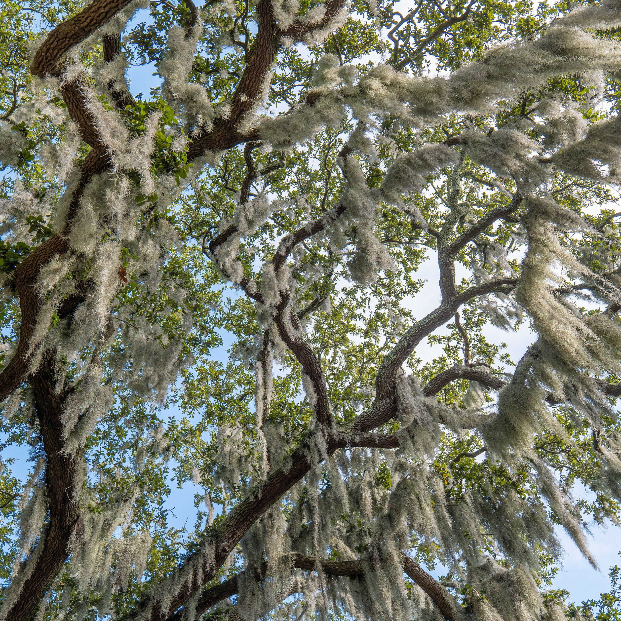 What's Hanging from the Trees in Savannah? - Spanish Moss — Savannah Proper